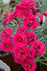 Starlette Pinks (Dianthus 'Evian') at English Gardens