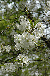 Northstar Cherry (Prunus 'Northstar') at English Gardens