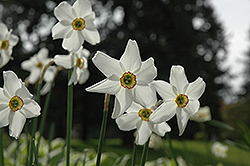 Pheasant's Eye Daffodil (Narcissus poeticus 'var. recurvus') at English Gardens