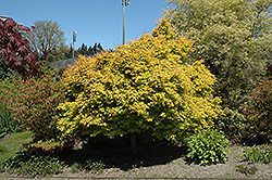 Katsura Japanese Maple (Acer palmatum 'Katsura') at English Gardens