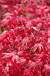 Shindeshojo Japanese Maple (Acer palmatum 'Shindeshojo') at English Gardens