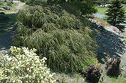 Filifera Threadleaf Arborvitae (Thuja plicata 'Filifera') at English Gardens
