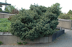 Blue Shag White Pine (Pinus strobus 'Blue Shag') at English Gardens