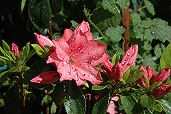 Girard's Renee Michelle Azalea (Rhododendron 'Girard's Renee Michelle') at English Gardens