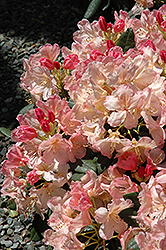 Percy Wiseman Rhododendron (Rhododendron 'Percy Wiseman') at English Gardens