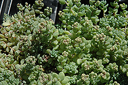 Corsican Stonecrop (Sedum dasyphyllum 'var. major') at English Gardens