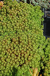Mossy Stonecrop (Sedum lydium) at English Gardens
