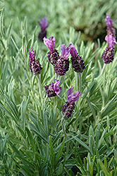 Anouk Spanish Lavender (Lavandula stoechas 'Anouk') at English Gardens