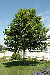 Fall Fiesta Sugar Maple (Acer saccharum 'Bailsta') at English Gardens