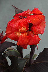 Tropical Bronze Scarlet Canna (Canna 'Tropical Bronze Scarlet') at English Gardens