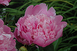 Monsieur Jules Elie Peony (Paeonia 'Monsieur Jules Elie') at English Gardens