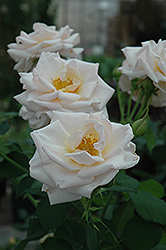 Pretty Lady Rose (Rosa 'SCRivo') at English Gardens