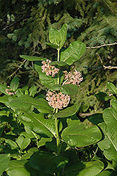 Common Milkweed (Asclepias syriaca) at English Gardens