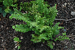 Parsley Male Fern (Dryopteris filix-mas 'Parsley') at English Gardens