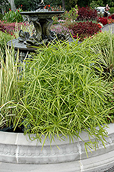 Umbrella Plant (Cyperus alternifolius) at English Gardens