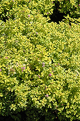 Golden Elf Spirea (Spiraea japonica 'Golden Elf') at English Gardens