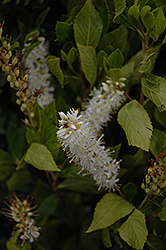 Sugartina Crystalina Summersweet (Clethra alnifolia 'Crystalina') at English Gardens
