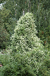 Sweet Autumn Clematis (Clematis terniflora) at English Gardens