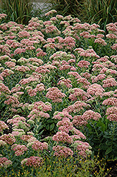 Autumn Joy Stonecrop (Sedum 'Autumn Joy') at English Gardens