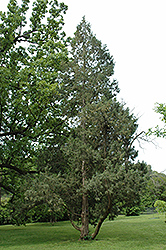 Keteleer Juniper (Juniperus chinensis 'Keteleeri') at English Gardens