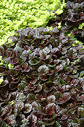 Black Scallop Bugleweed (Ajuga reptans 'Black Scallop') at English Gardens