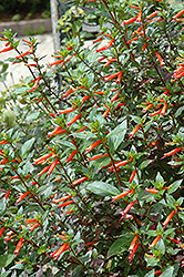 Firecracker Plant (Cuphea ignea) at English Gardens