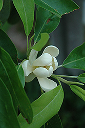 Sweetbay Magnolia (Magnolia virginiana) at English Gardens
