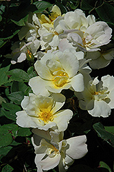 Sunny Knock Out Rose (Rosa 'Radsunny') at English Gardens
