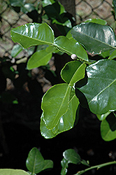 Kaffir Lime (Citrus hystrix) at English Gardens