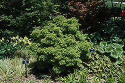 Sharp's Pygmy Japanese Maple (Acer palmatum 'Sharp's Pygmy') at English Gardens