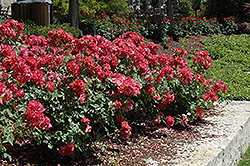 Cinco de Mayo Rose (Rosa 'Cinco de Mayo') at English Gardens