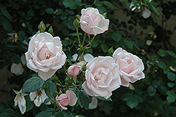 New Dawn Rose (Rosa 'New Dawn') at English Gardens