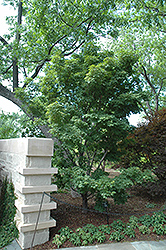 Tobiosho Japanese Maple (Acer palmatum 'Tobiosho') at English Gardens