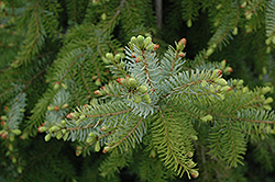 Gotelli Weeping Serbian Spruce (Picea omorika 'Gotelli Weeping') at English Gardens