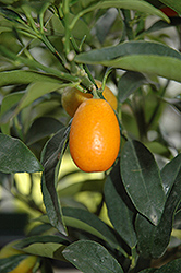 Nagami Kumquat (Citrus japonica 'Nagami') at English Gardens