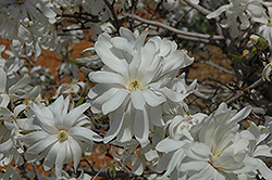 Royal Star Magnolia (Magnolia stellata 'Royal Star') at English Gardens