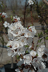 Sungold Apricot (Prunus 'Sungold') at English Gardens
