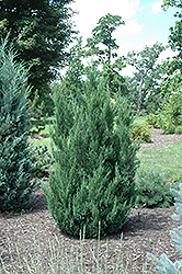 Blue Point Juniper (Juniperus chinensis 'Blue Point') at English Gardens