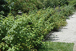 Heritage Raspberry (Rubus 'Heritage') at English Gardens