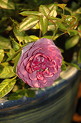 Lavender Veranda Rose (Rosa 'Lavender Veranda') at English Gardens