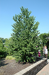 Katsura Tree (Cercidiphyllum japonicum) at English Gardens