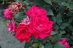 Knock Out Double Red Rose (Rosa 'Radtko') at English Gardens