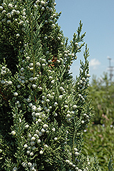 Trautman Juniper (Juniperus chinensis 'Trautman') at English Gardens