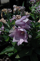 Astra Double Lavender Balloon Flower (Platycodon grandiflorus 'Astra Double Lavender') at English Gardens