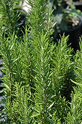Barbeque Rosemary (Rosmarinus officinalis 'Barbeque') at English Gardens