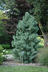 Forest Sky Hybrid Pine (Pinus 'Forest Sky') in Detroit Ann Arbor