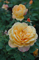 Strike It Rich Rose (Rosa 'Strike It Rich') at English Gardens