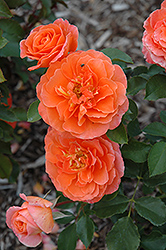 Adobe Sunrise Rose (Rosa 'Meipluvia') at English Gardens