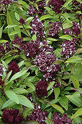 Siam Queen Basil (Ocimum basilicum 'Siam Queen') at English Gardens
