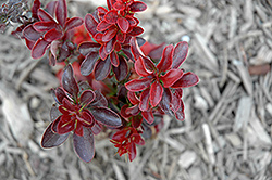 Midnight Ruby Barberry (Berberis thunbergii 'Miruzam') at English Gardens